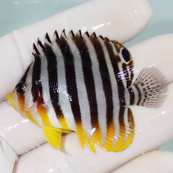 【現物40】シマヤッコ 5.5cm±! 海水魚 生体 15時までのご注文で当日発送(t111(t207