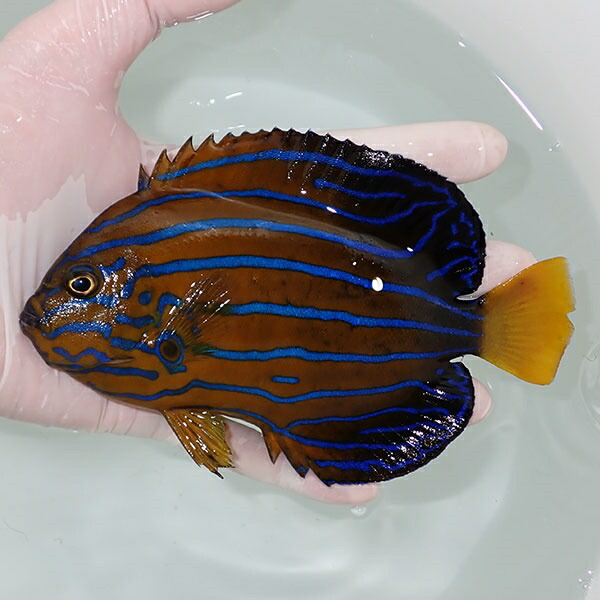 【現物8】粒エサOK キンチャクダイ 16cm±!海水魚 ヤッコ  15時までのご注文で当日発送(t111(t207