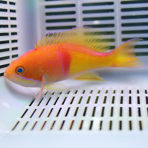 アカオビハナダイ 8-10cm± ! 海水魚 ハナダイ 餌付け済み 15時までのご注文で当日発送(t118