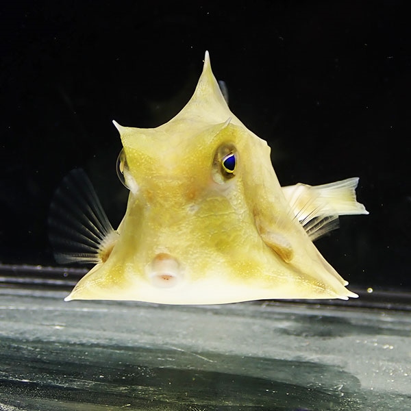 ラクダハコフグ 大きめ 7-9cm± ! 海水魚 フグ  15時までのご注文で当日発送(t123