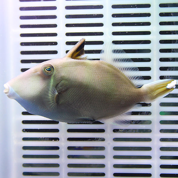 ツマジロモンガラ 4-6cm± ! 海水魚 カワハギ 餌付け済み 15時までのご注文で当日発送(t119【モンガラ】