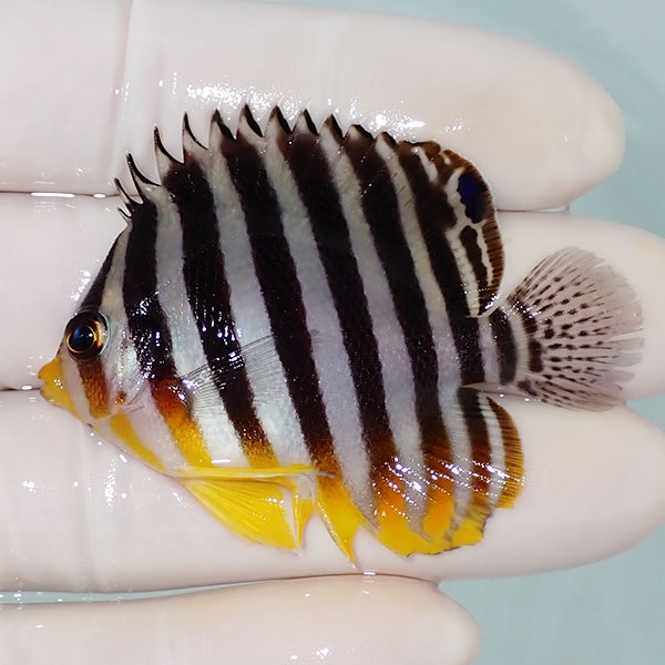 【現物41】シマヤッコ 5.5cm±! 海水魚 生体 15時までのご注文で当日発送(t111(t207