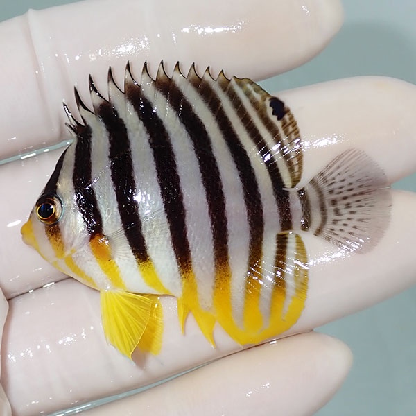 【現物42】シマヤッコ 5.5cm±! 海水魚 生体 15時までのご注文で当日発送(t111(t207