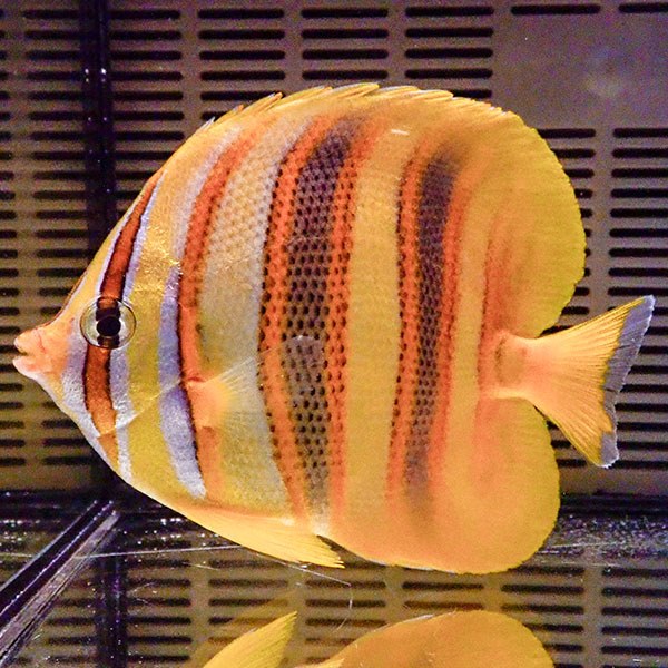 レインフォーズバタフライ 13-15cm±! 海水魚 チョウチョウウオ 15時までのご注文で当日発送(t114(t207