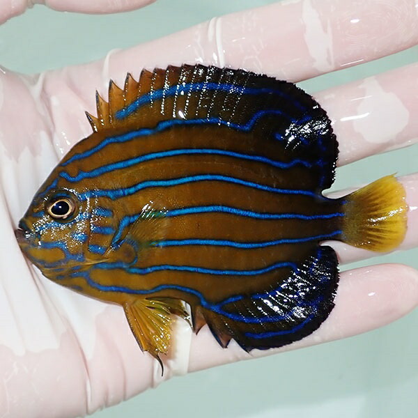 【現物11】キンチャクダイ 9cm±!海水魚 ヤッコ  15時までのご注文で当日発送(t111(t207