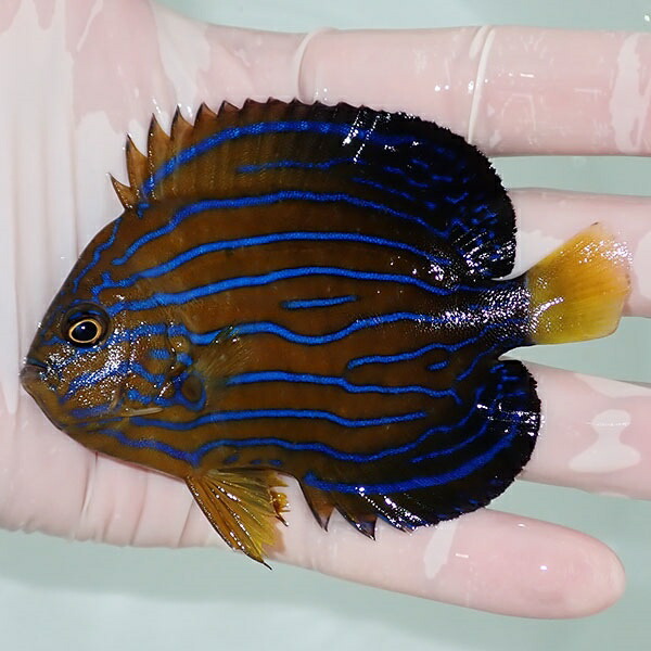 【現物12】キンチャクダイ 9.5cm±!海水魚 ヤッコ  15時までのご注文で当日発送(t111(t207