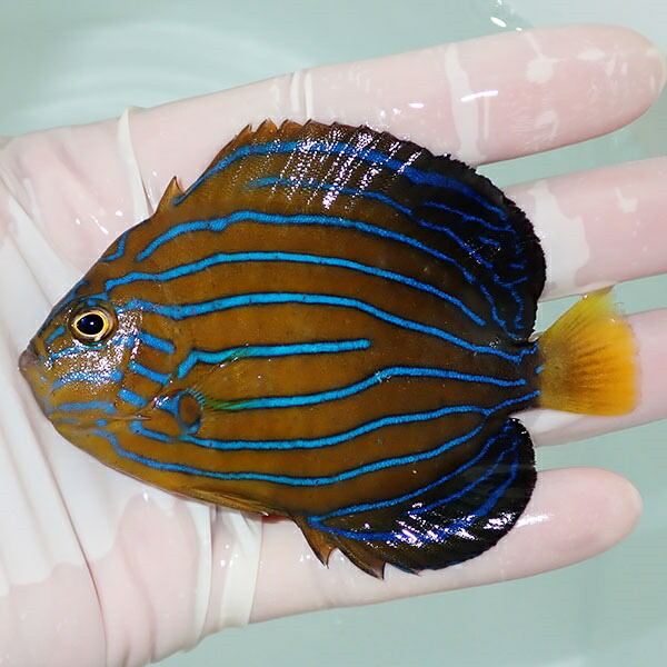 【現物13】キンチャクダイ 9cm±!海水魚 ヤッコ  15時までのご注文で当日発送(t111(t207