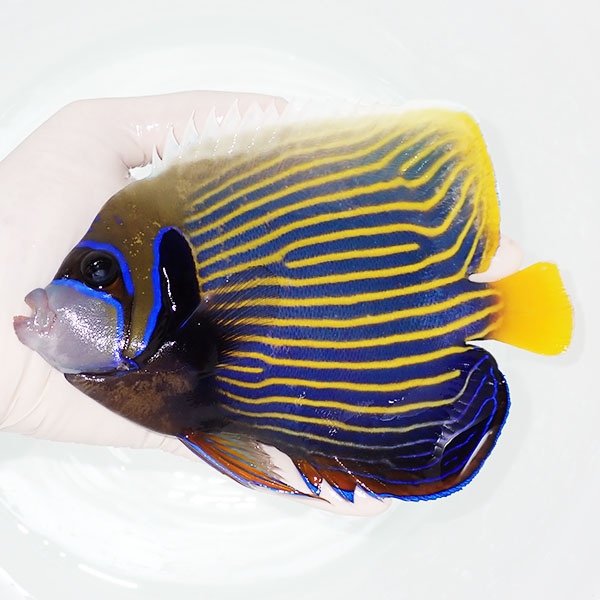 【現物13】粒エサOK タテジマキンチャクダイ 18cm±!海水魚 ヤッコ  15時までのご注文で当日発送(t111(t207