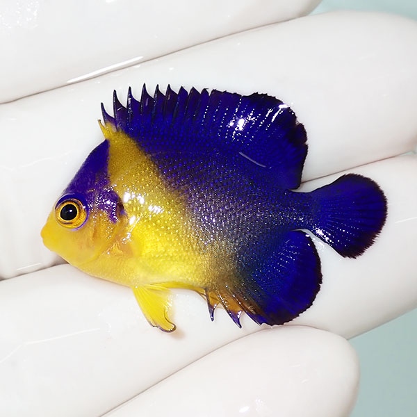【現物23】sale スミレヤッコ 3.5cm±! 海水魚 ヤッコ 15時までのご注文で当日発送(t111