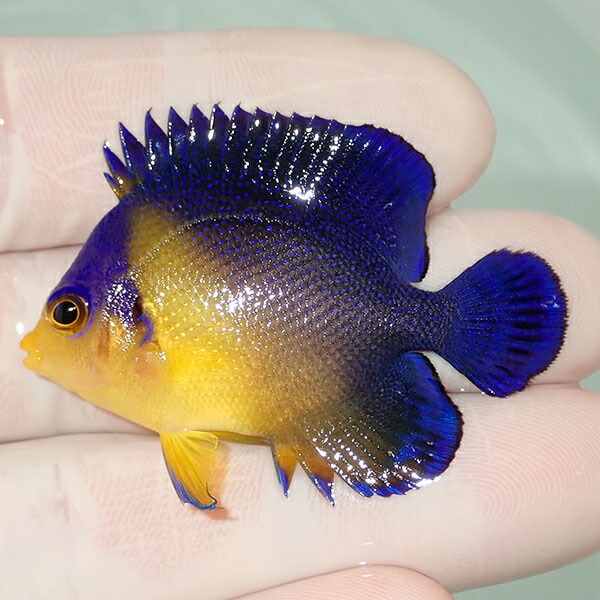 【現物123】sale スミレヤッコ 4.5cm±! 海水魚 ヤッコ 15時までのご注文で当日発送(t111