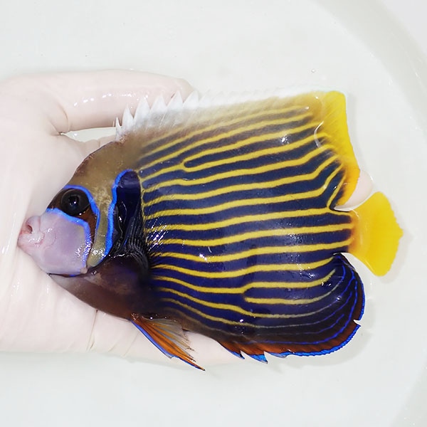 【現物5】タテジマキンチャクダイ 15cm±!海水魚 ヤッコ 15時までのご注文で当日発送(t111(t207