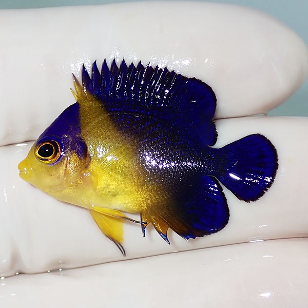 【現物24】スミレヤッコ 3.5cm±! 海水魚 ヤッコ 15時までのご注文で当日発送(t111