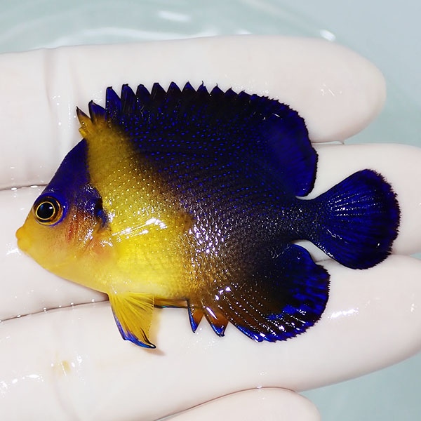 【現物25】スミレヤッコ 5.5cm±! 海水魚 ヤッコ 15時までのご注文で当日発送(t111