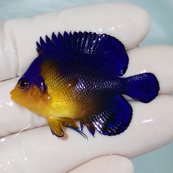 【現物26】sale スミレヤッコ 4.5cm±! 海水魚 ヤッコ 15時までのご注文で当日発送(t111
