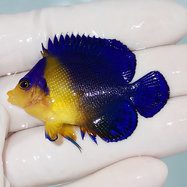 【現物27】sale スミレヤッコ 5cm±! 海水魚 ヤッコ 15時までのご注文で当日発送(t111