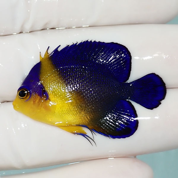 【現物28】sale スミレヤッコ 4cm±! 海水魚 ヤッコ 15時までのご注文で当日発送(t111