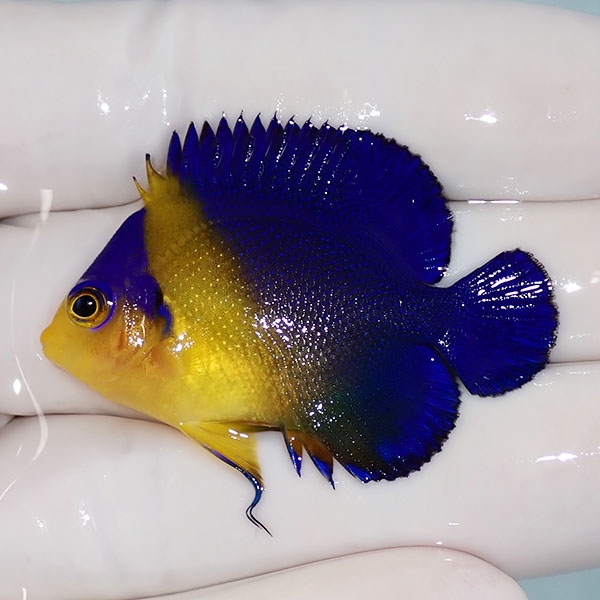 【現物30】sale スミレヤッコ 4.5cm±! 海水魚 ヤッコ 15時までのご注文で当日発送(t111
