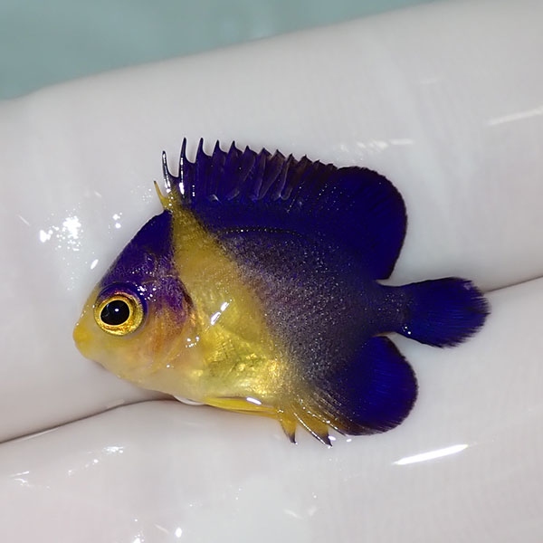 【現物58】sale スミレヤッコ 2.5cm±! 海水魚 ヤッコ 15時までのご注文で当日発送(t111