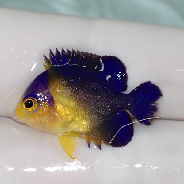 【現物57】sale スミレヤッコ 2.5cm±! 海水魚 ヤッコ 15時までのご注文で当日発送(t111