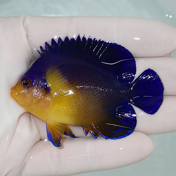 【現物56】sale スミレヤッコ 6.5cm±! 海水魚 ヤッコ 15時までのご注文で当日発送(t111