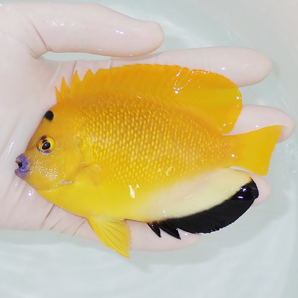 【現物2】シテンヤッコ 12cm±!海水魚 ヤッコ 15時までのご注文で当日発送 (t111(t207