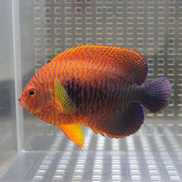 ポッターズピグミーエンゼル 7-9cm± ! 海水魚 ヤッコ 餌付け・!15時までのご注文で当日発送(t111