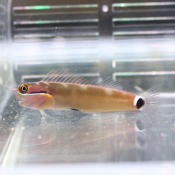 スポットテールブレニー 3-4cm !海水魚 生体 15時までのご注文で当日発送【PHセール対象】(t124(t121