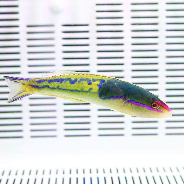 マルチカラーラス 9-11cm±!海水魚 ベラ15時までのご注文で当日発送(t122