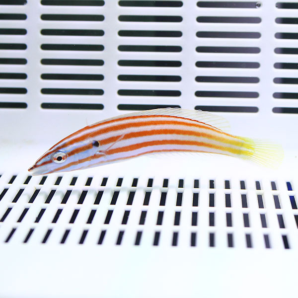 アヤタスキベラ 8-10cm±!海水魚 ベラ15時までのご注文で当日発送(t122