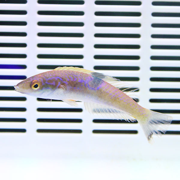 スミツキオグロベラ 5-7cm±!海水魚 ベラ15時までのご注文で当日発送(t122