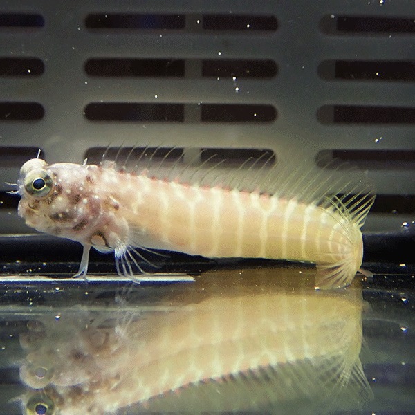 セグメントブレニー 4?6cm±!海水魚 ギンポ15時までのご注文で当日発送(t124(t121