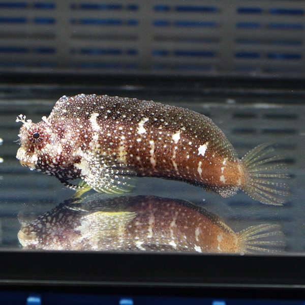 スターリーブレニー 3-4cm !海水魚 生体 15時までのご注文で当日発送(t124(t121