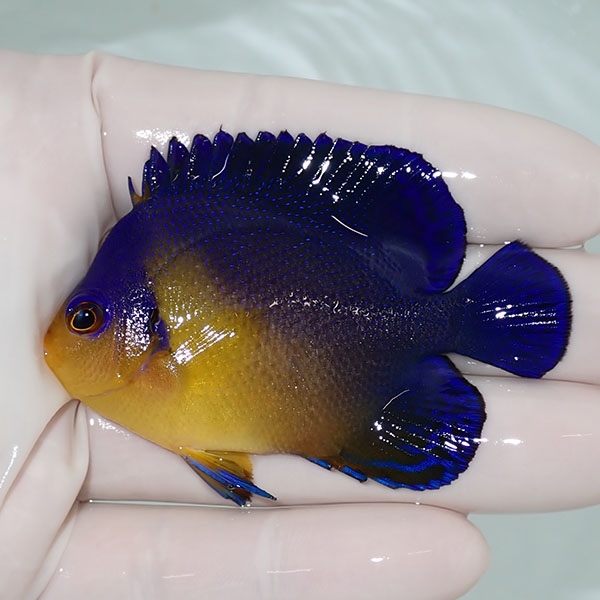 【現物55】sale スミレヤッコ 6.7cm±! 海水魚 ヤッコ 15時までのご注文で当日発送(t111