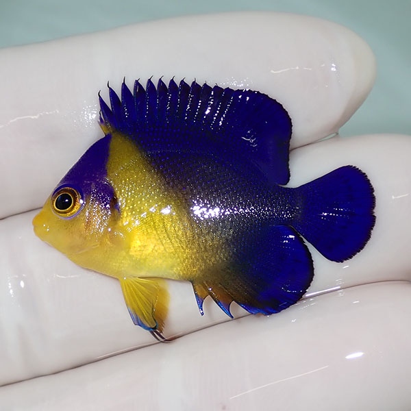 【現物54】sale スミレヤッコ 3.5cm±! 海水魚 ヤッコ 15時までのご注文で当日発送(t111