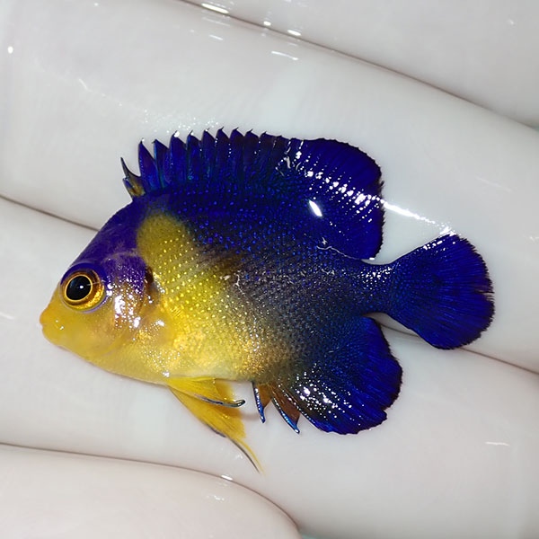 【現物53】sale スミレヤッコ 3.2cm±! 海水魚 ヤッコ 15時までのご注文で当日発送(t111