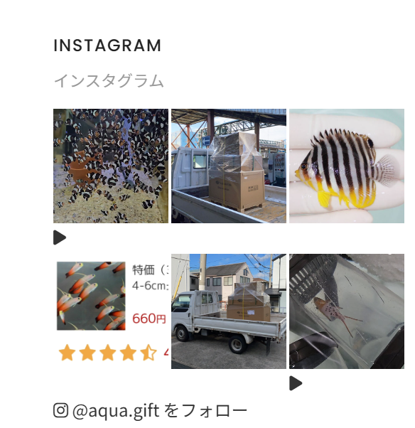 【現物1】クマドリカエルアンコウ 6cm! 海水魚 アンコウ 15時までのご注文で当日発送【カエルアンコウ】