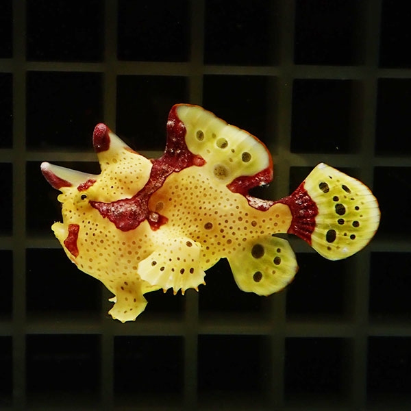 【現物6】クマドリカエルアンコウ 4.5cm 海水魚 アンコウ 15時までのご注文で当日発送【カエルアンコウ】