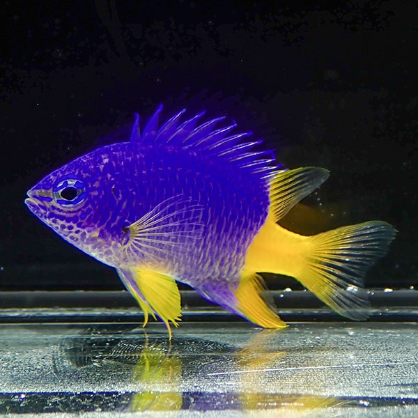 アナーズダムセル 3cm! 海水魚 スズメダイ 15時までのご注文で当日発送(t117