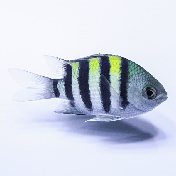 オヤビッチャ 3-4cm! 海水魚 スズメダイ 15時までのご注文で当日発送(t117