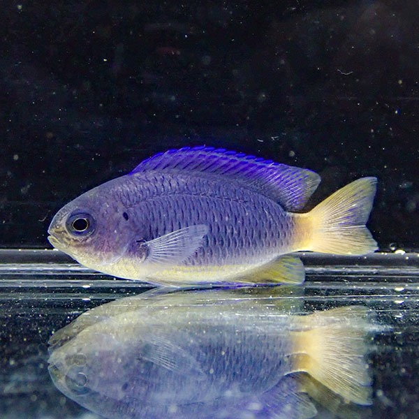 ソラスズメダイ マニラ産 4cm! 海水魚 スズメダイ 15時までのご注文で当日発送(t117