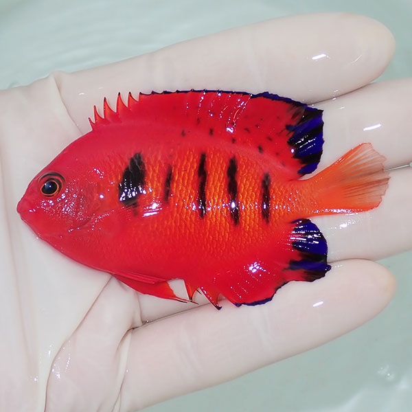 【現物6】欠けあり フレームエンゼル 8cm!海水魚 ヤッコ 15時までのご注文で当日発送(t111(t207