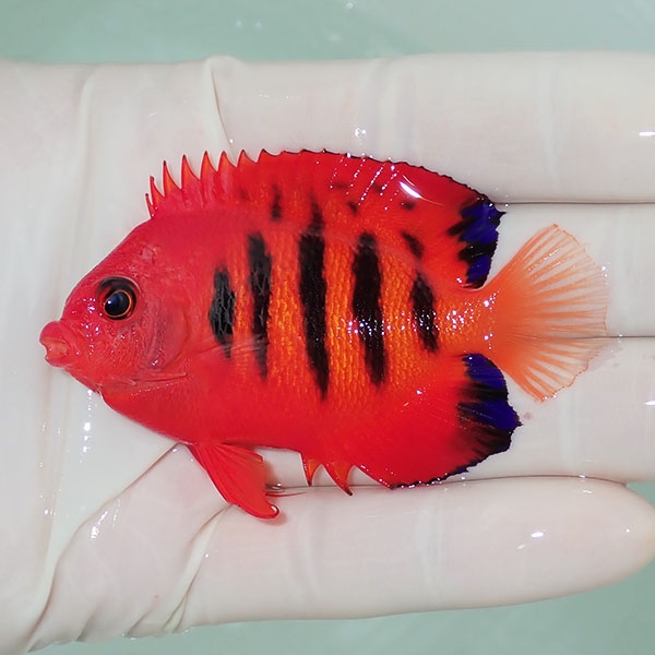 【現物7】スレ有り フレームエンゼル 7cm!海水魚 ヤッコ 15時までのご注文で当日発送(t111(t207