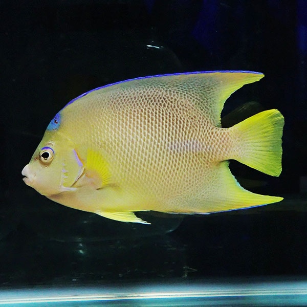 【現物1】年末特価 スレ有り 粒エサOK ブルーエンゼル 17.5cm± !海水魚 ヤッコ 15時までのご注文で当日発送(t111