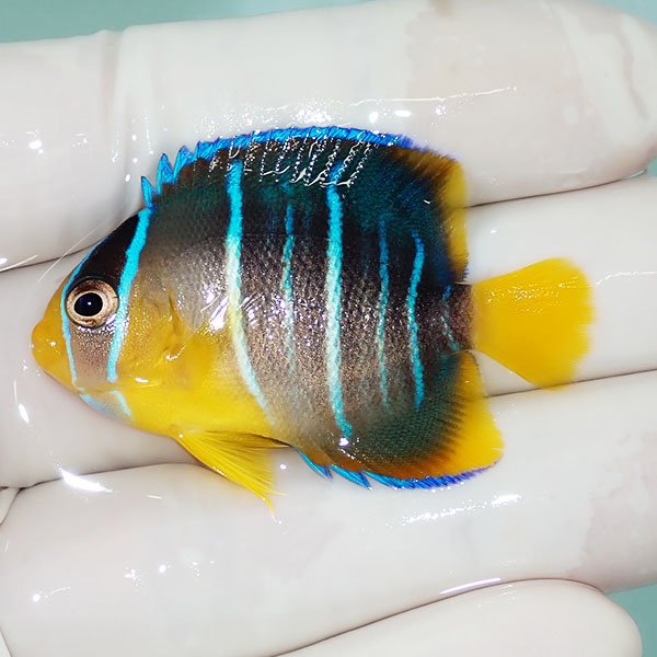 【現物2】ブルーエンゼル 4.5cm± !海水魚 ヤッコ 15時までのご注文で当日発送(t111