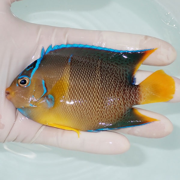 【現物3】粒エサOK ブルーエンゼル 11cm± カリブ産!海水魚 ヤッコ 15時までのご注文で当日発送(t111