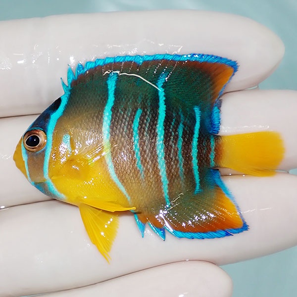【現物5】ブルーエンゼル 5.5cm± カリブ産!海水魚 ヤッコ 15時までのご注文で当日発送(t111