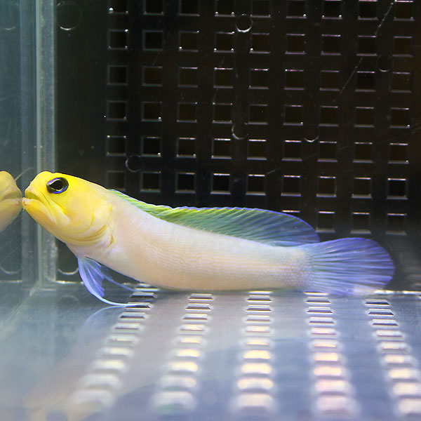 イエローヘッドジョーフィッシュ 6-8cm±  ! 海水魚 ハゼ 15時までのご注文で当日発送(t121