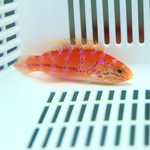 ピンテールフェアリーラス メス寄り 5-7cm± ! 海水魚 ベラ 15時までのご注文で当日発送(t122