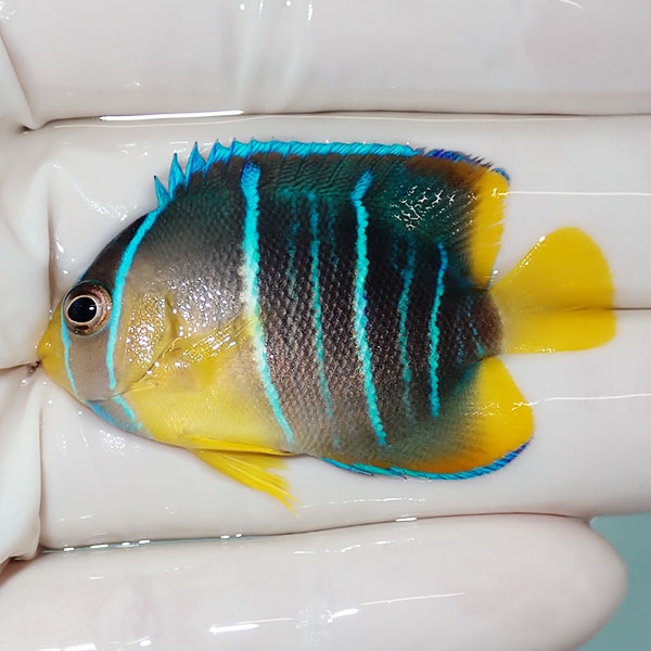 【現物6】ブルーエンゼル 5cm± カリブ産!海水魚 ヤッコ 15時までのご注文で当日発送(t111