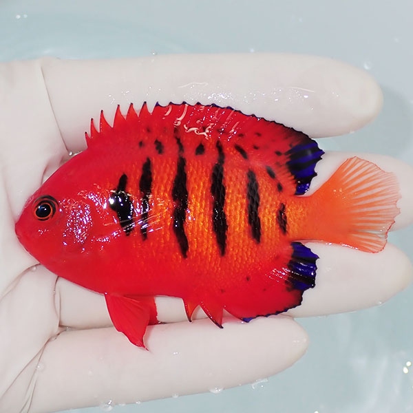 【現物10】スレかけあり 粒エサOK フレームエンゼル 8cm!海水魚 ヤッコ 15時までのご注文で当日発送(t111(t207